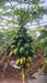 Red Baby Hybrid F1 Papaya (Known You Seeds - Taiwan) - Farmers Stop