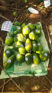 Red Baby Hybrid F1 Papaya (Known You Seeds - Taiwan) - Farmers Stop