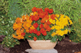 Cosmos sulphureus Cosmic Mix (Benary) - Farmers Stop