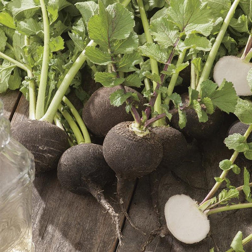 Spanish Radish Round Black (Garden Festival) - Farmers Stop