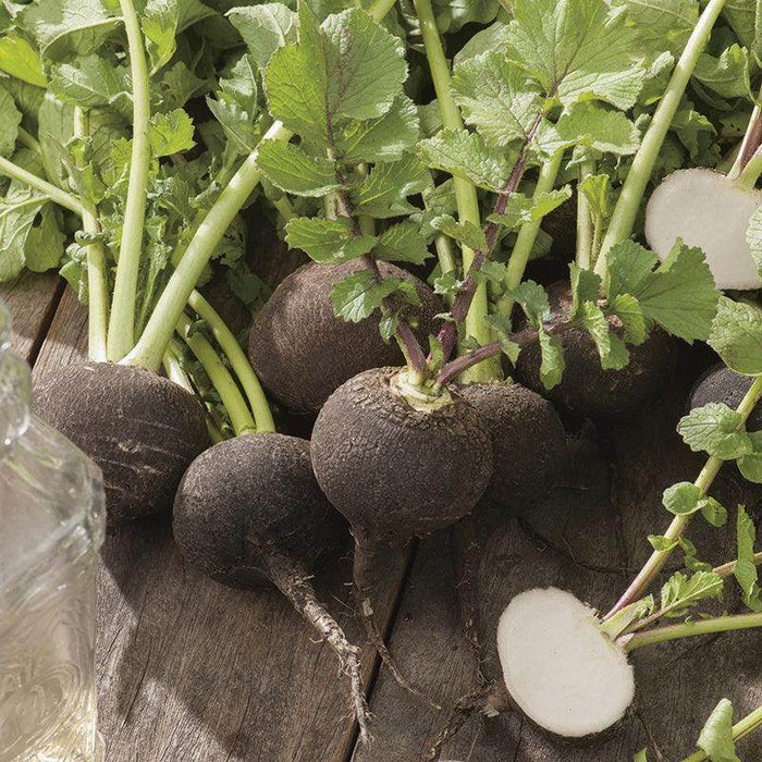 Spanish Radish Round Black (Garden Festival) - Farmers Stop