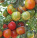 PKM-1 Desi Tomato (Garden Festival) - Farmers Stop