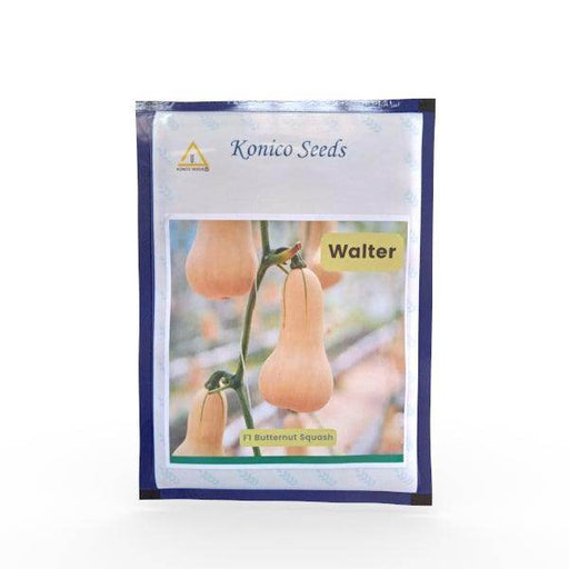 Walter F1 Hybrid Butternut Squash (Konico Seeds) - Farmers Stop