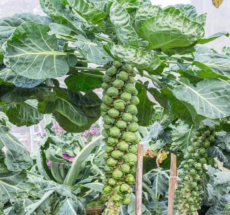 Imported Vitamin Rich Brussels Sprout (Garden Festival) - Farmers Stop