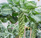 Imported Vitamin Rich Brussels Sprout (Garden Festival) - Farmers Stop