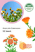 Giant Mix Calendula (Garden Festival) - Farmers Stop
