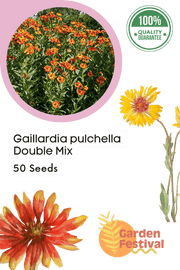 Gaillardia pulchella Double Mix (Garden Festival) - Farmers Stop