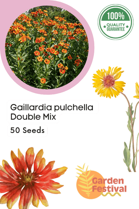 Gaillardia pulchella Double Mix (Garden Festival)
