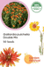 Gaillardia pulchella Double Mix (Garden Festival) - Farmers Stop