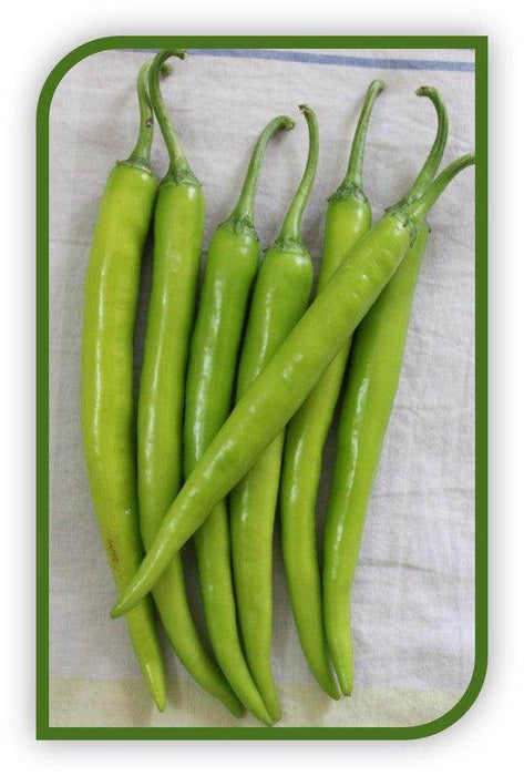 Balaram (5907) F1 Hybrid Chilli (United Genetics, USA) - Farmers Stop