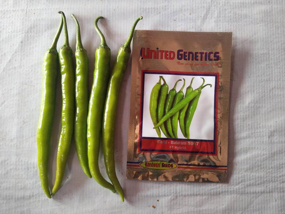 Balaram (5907) F1 Hybrid Chilli (United Genetics, USA) - Farmers Stop