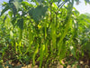 Balaram (5907) F1 Hybrid Chilli (United Genetics, USA) - Farmers Stop