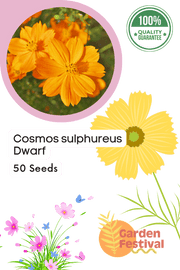 Cosmos sulphureus Mix (Garden Festival) - Farmers Stop