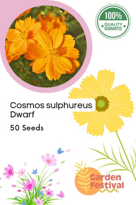 Cosmos sulphureus Mix (Garden Festival) - Farmers Stop