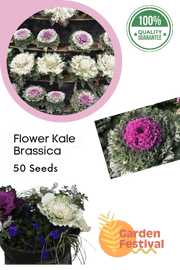 Flower Kale Brassica F1 Mix (Garden Festival) - Farmers Stop