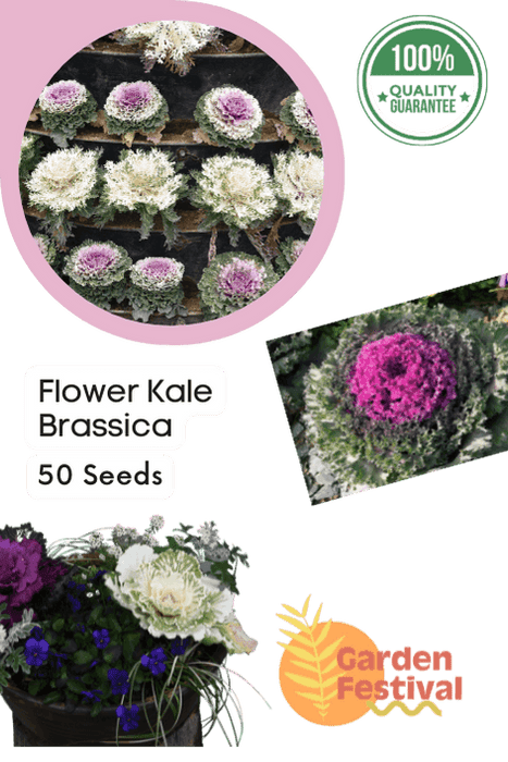 Flower Kale Brassica F1 Mix (Garden Festival) - Farmers Stop