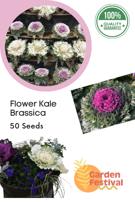 Flower Kale Brassica F1 Mix (Garden Festival) - Farmers Stop