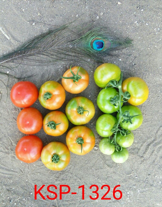 Sarathi 1326 F1 HYBRID TOMATO (KALASH SEEDS) - Farmers Stop