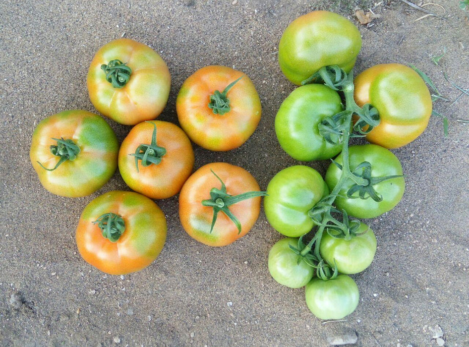 Sarathi 1326 F1 HYBRID TOMATO (KALASH SEEDS) - Farmers Stop