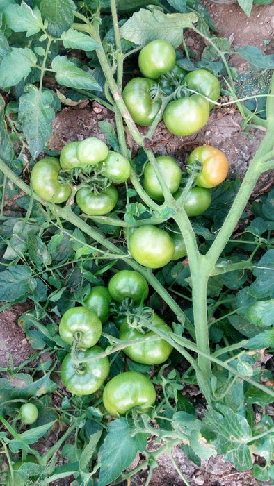 Sarathi 1326 F1 HYBRID TOMATO (KALASH SEEDS) - Farmers Stop