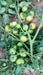 Sarathi 1326 F1 HYBRID TOMATO (KALASH SEEDS) - Farmers Stop