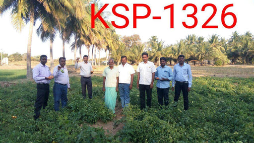 Sarathi 1326 F1 HYBRID TOMATO (KALASH SEEDS) - Farmers Stop