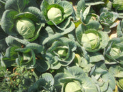 Green Presto 8228 F1 Hybrid Cabbage (Tokita Seeds) - Farmers Stop