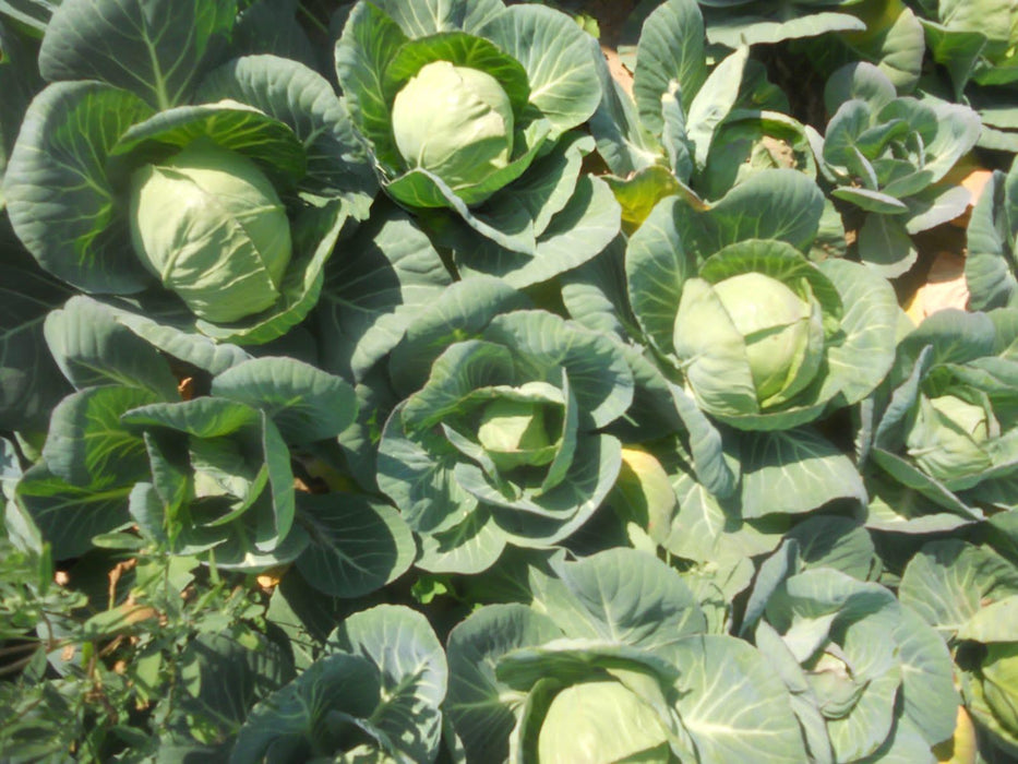 Green Presto 8228 F1 Hybrid Cabbage (Tokita Seeds) - Farmers Stop