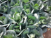 Green Presto 8228 F1 Hybrid Cabbage (Tokita Seeds) - Farmers Stop