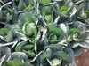 Green Presto 8228 F1 Hybrid Cabbage (Tokita Seeds) - Farmers Stop