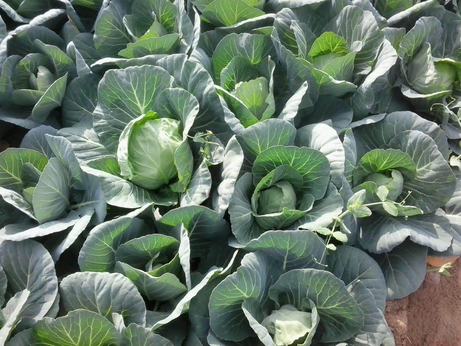 Green Presto 8228 F1 Hybrid Cabbage (Tokita Seeds) - Farmers Stop