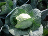 Green Presto 8228 F1 Hybrid Cabbage (Tokita Seeds) - Farmers Stop