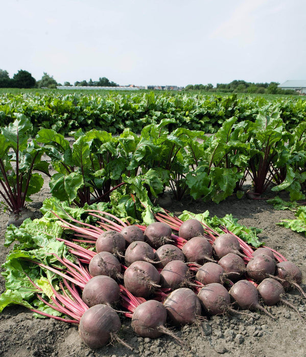 Boro F1 Beet Root (Bejo) - Farmers Stop