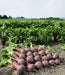 Boro F1 Beet Root (Bejo) - Farmers Stop