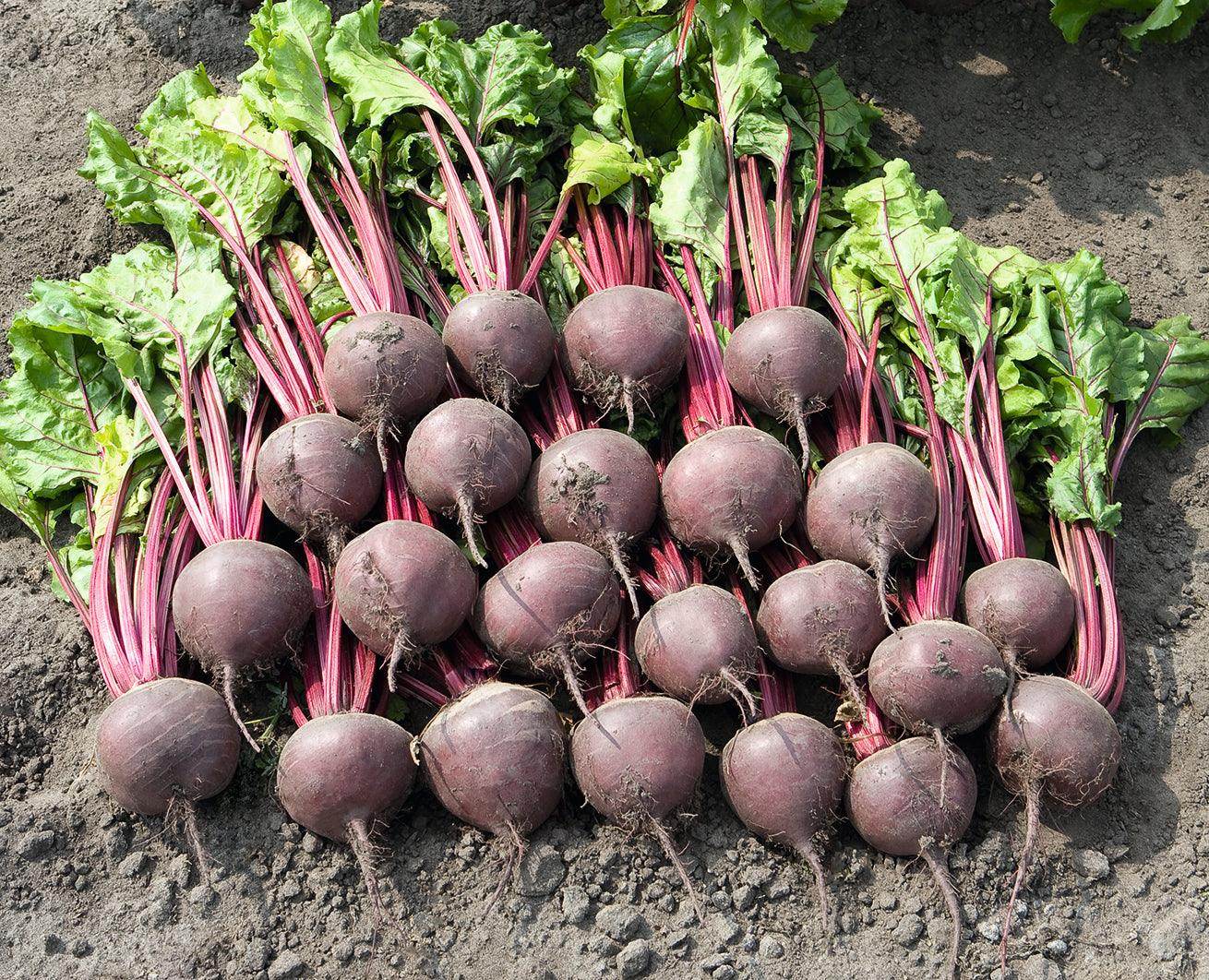 Boro F1 Beet Root (Bejo) - Farmers Stop