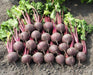Boro F1 Beet Root (Bejo) - Farmers Stop