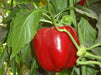 Cebrail F1 Red Blocky Capsicum (Enza Zaden) - Farmers Stop