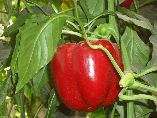 Cebrail F1 Red Blocky Capsicum (Enza Zaden) - Farmers Stop