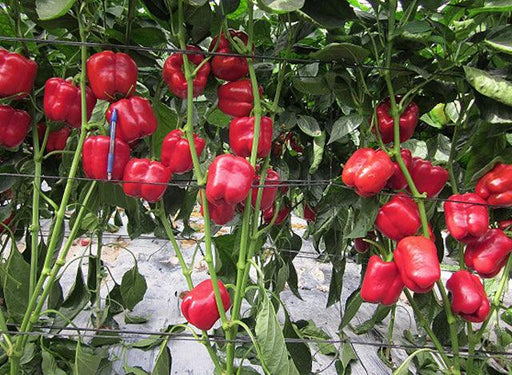 Cebrail F1 Red Blocky Capsicum (Enza Zaden) - Farmers Stop