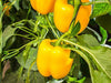 Volante F1 Yellow Blocky Capsicum (Enza Zaden) - Farmers Stop