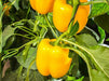 Volante F1 Yellow Blocky Capsicum (Enza Zaden) - Farmers Stop