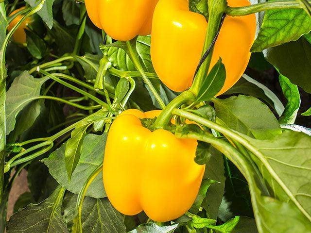 Volante F1 Yellow Blocky Capsicum (Enza Zaden) - Farmers Stop