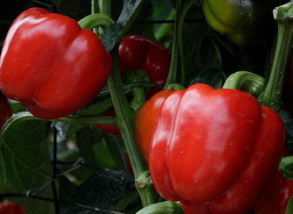 Bungi F1 Red Capsicum (Enza Zaden) - Farmers Stop