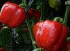 Bungi F1 Red Capsicum (Enza Zaden) - Farmers Stop