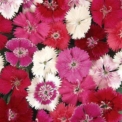 Ultra Shine F1 Hybrid Dianthus Mix Color (Garden Festival) - Farmers Stop