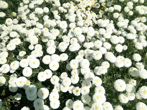 Beejali White (Garden Festival) - Farmers Stop