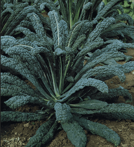 Cavolo Nero - Kale Seed (Garden Festival) - Farmers Stop