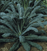 Cavolo Nero - Kale Seed (Garden Festival) - Farmers Stop