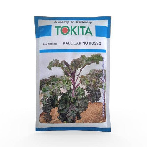 Leaf Cabbage Kale Carino Rosso (Tokita Seeds) - Farmers Stop