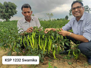 KSP 1232 Swarnika F1 Hybrid Hot Pepper/Chilli (Kalash Seeds) - Farmers Stop
